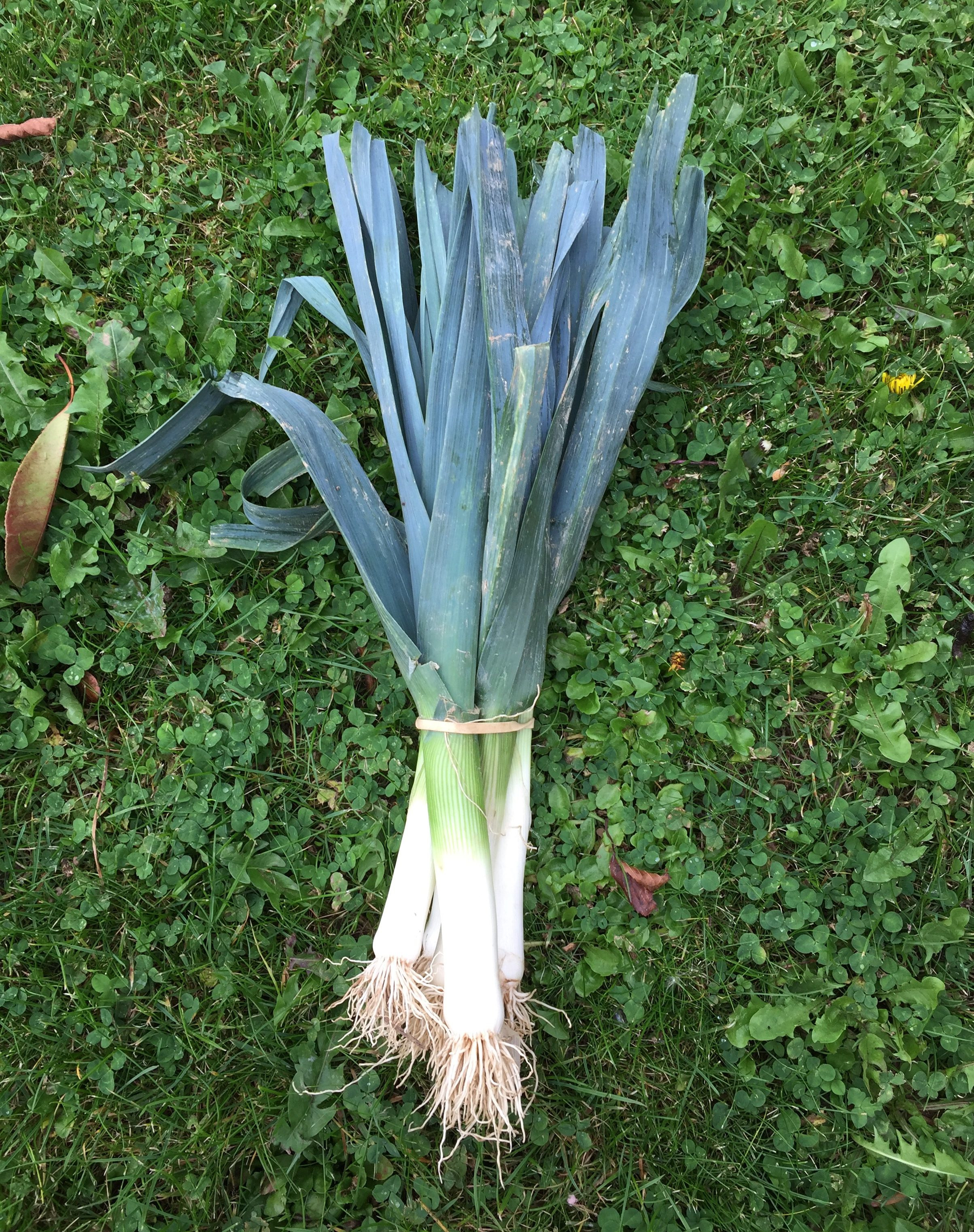 Poireaux (Botte) B - 0,6kg