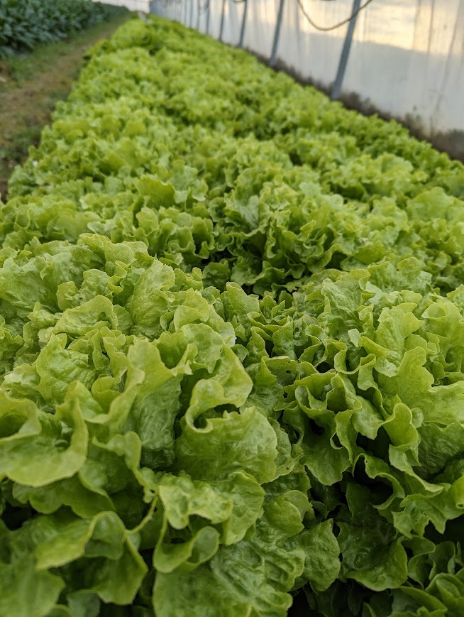 BATAVIA BLONDE de serre