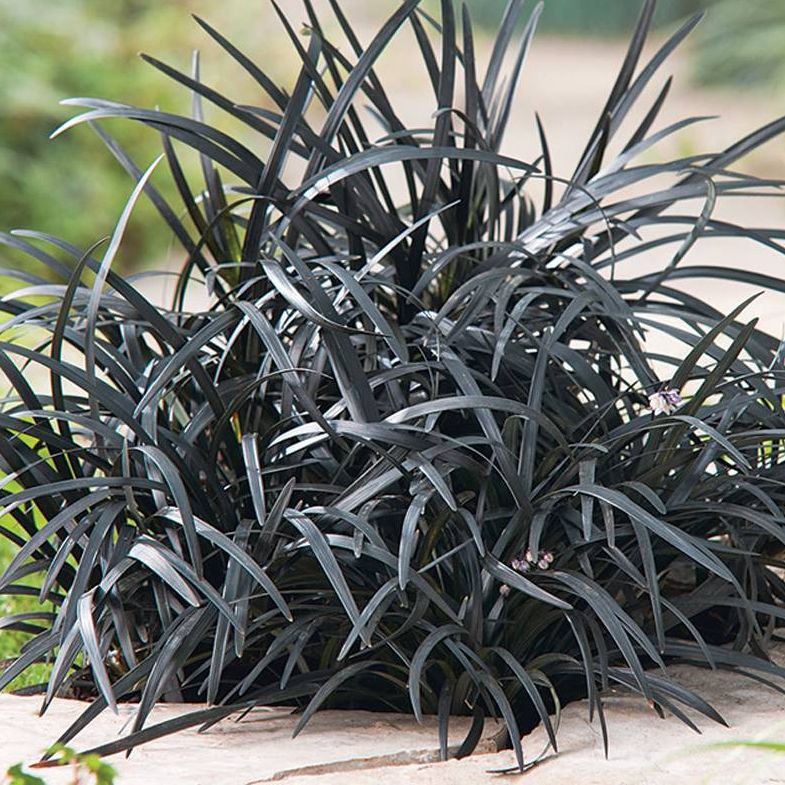 -  Barbe de Serpent - Ophiopogon planiscapus Nigrescens - Pot 2L