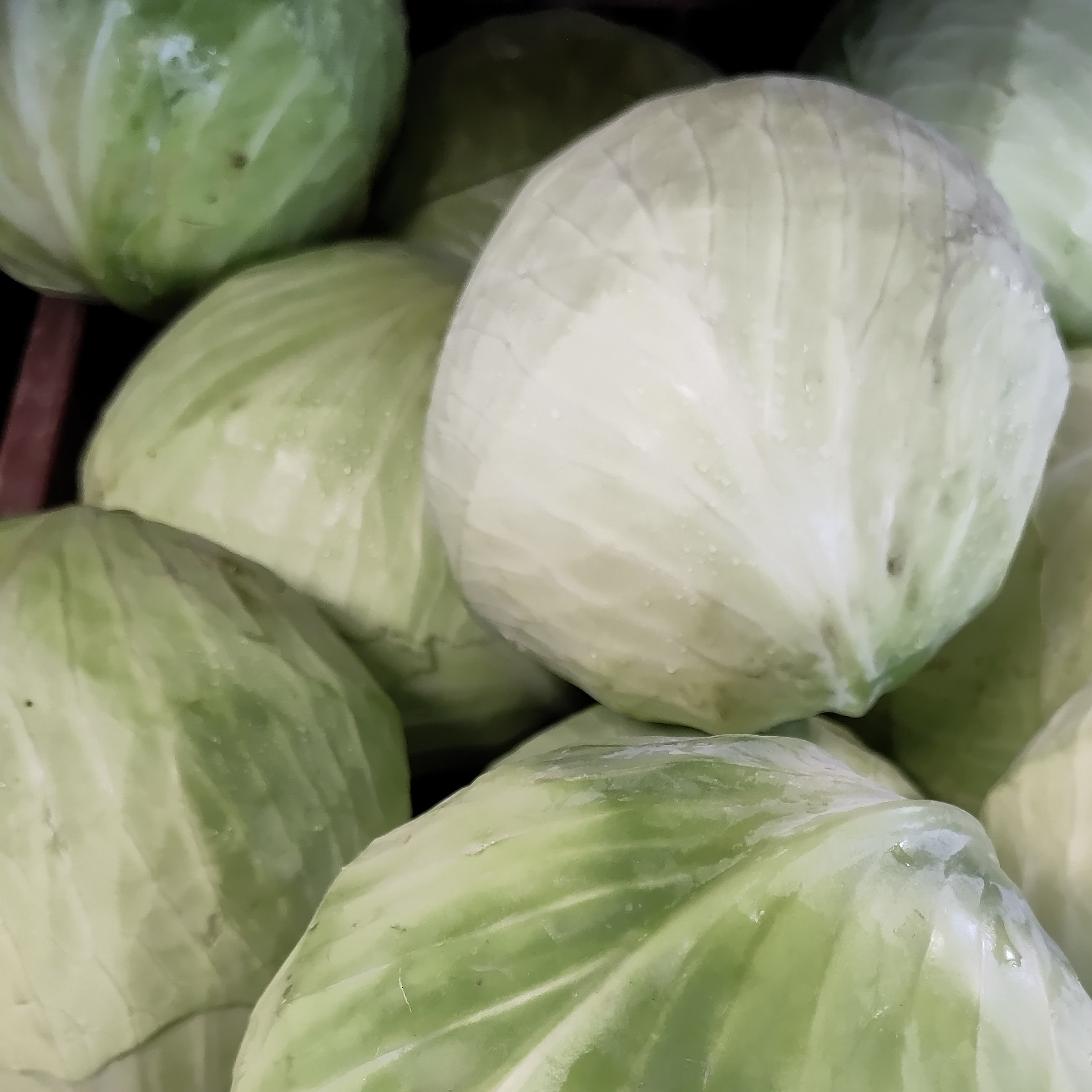 Chou blanc BIO - 1kg