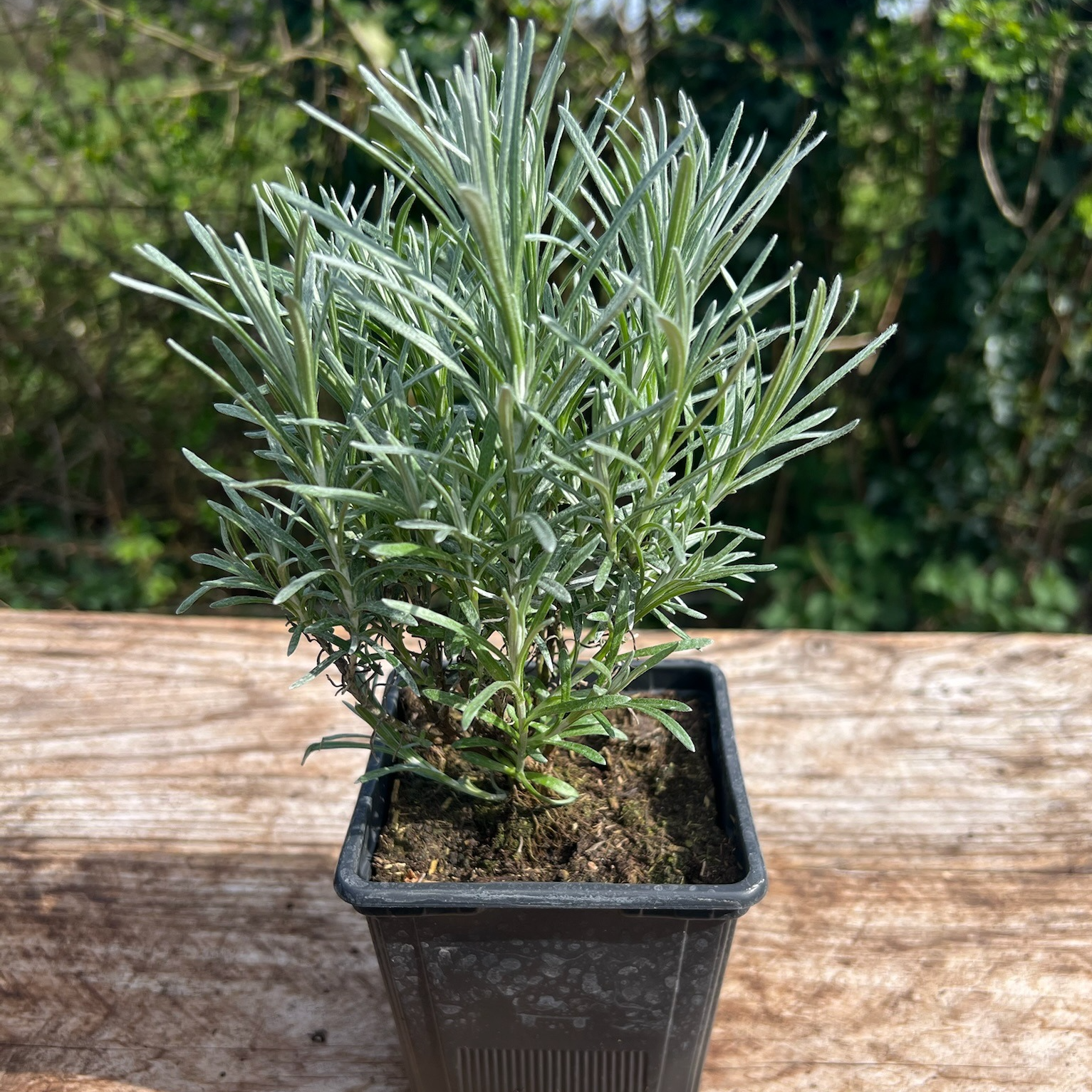 Plant Curry Nain Miel Bio - 650g