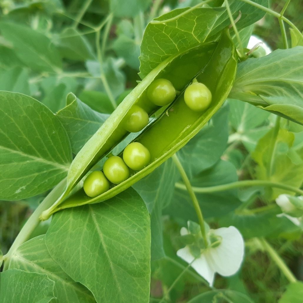 PETIT POIS - 300g