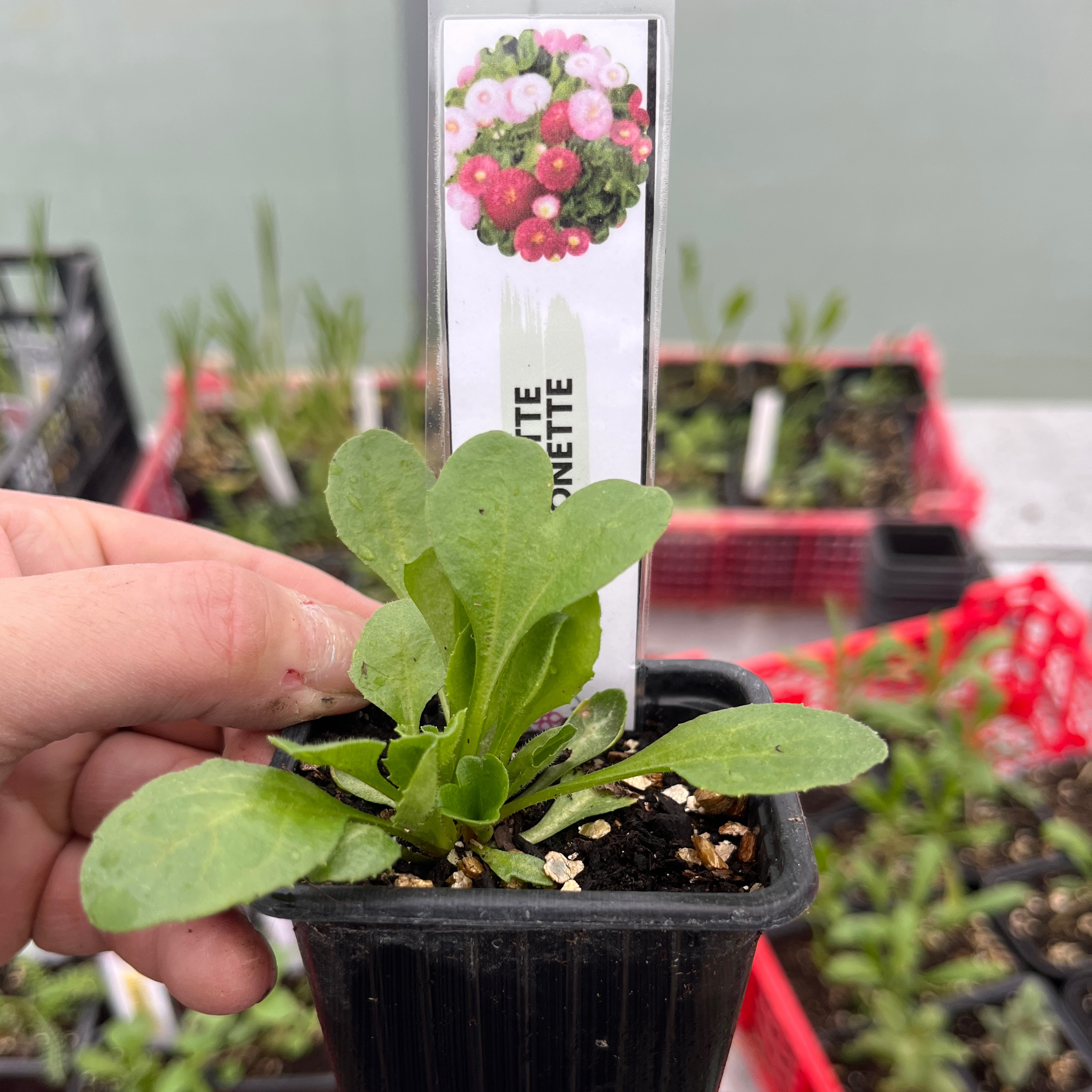 Pâquerette Pomponette