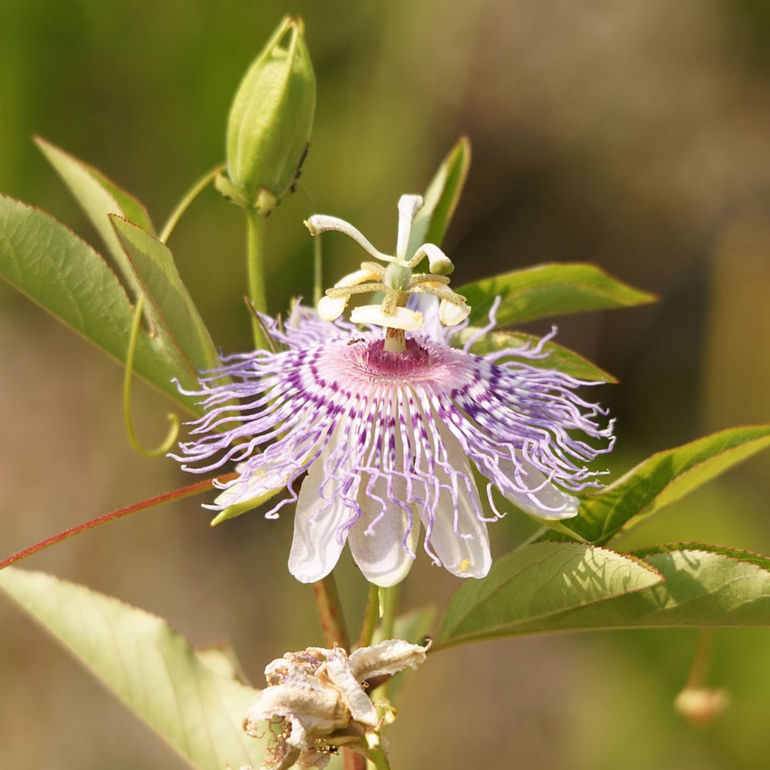 Passiflore officinale Pot 2L