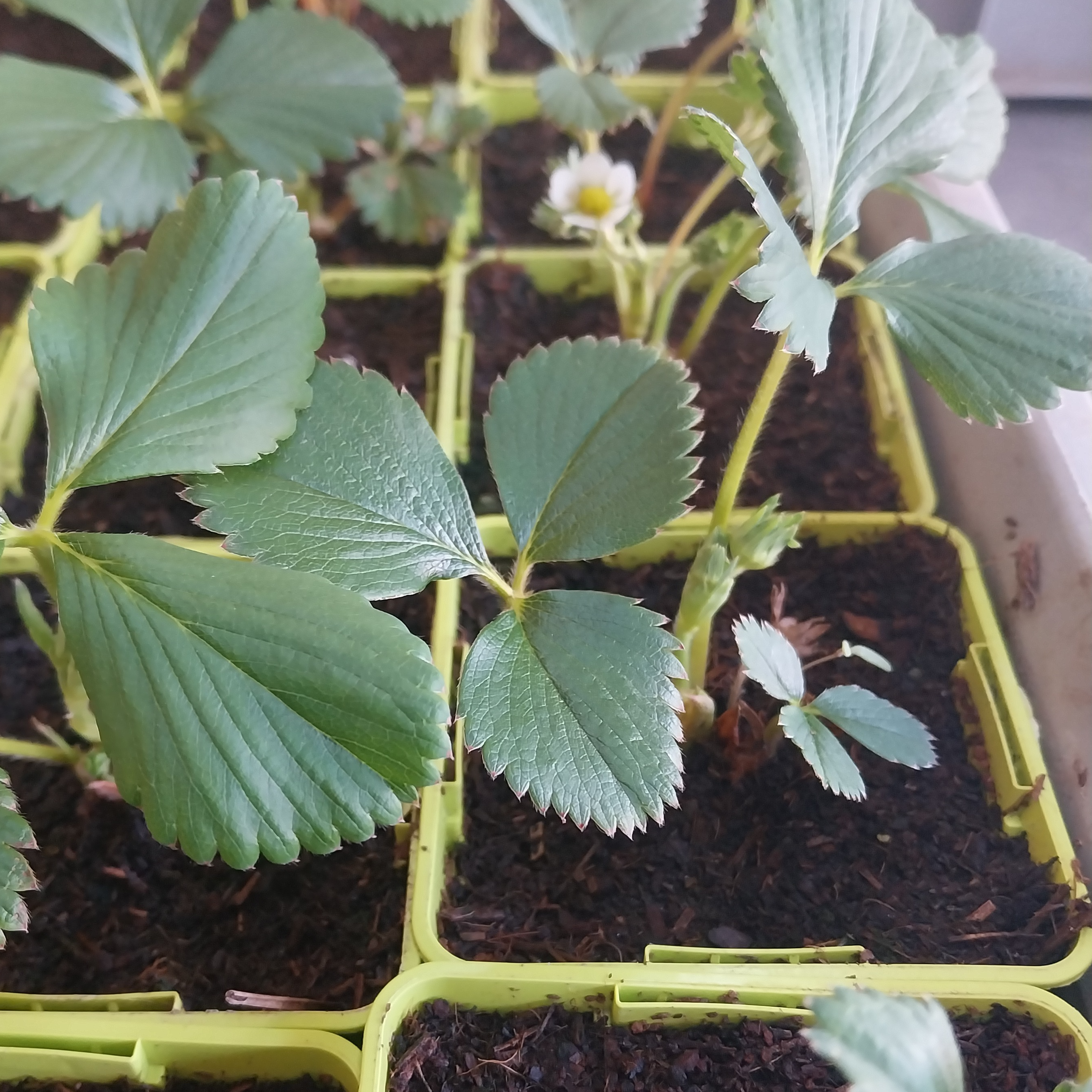 Plant De Fraisier Charlotte