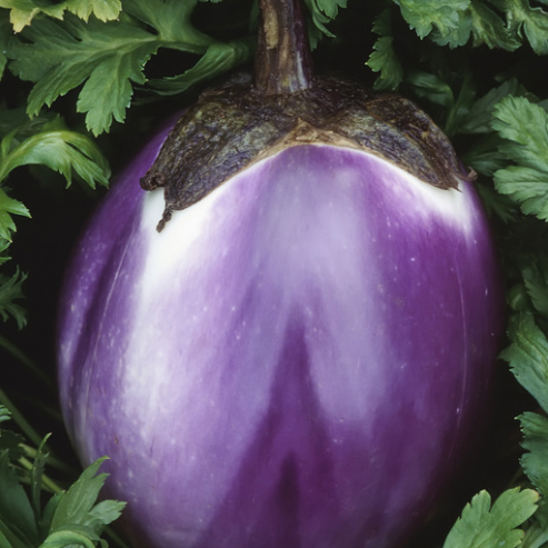 AUBERGINE Tonda Violetta Bio