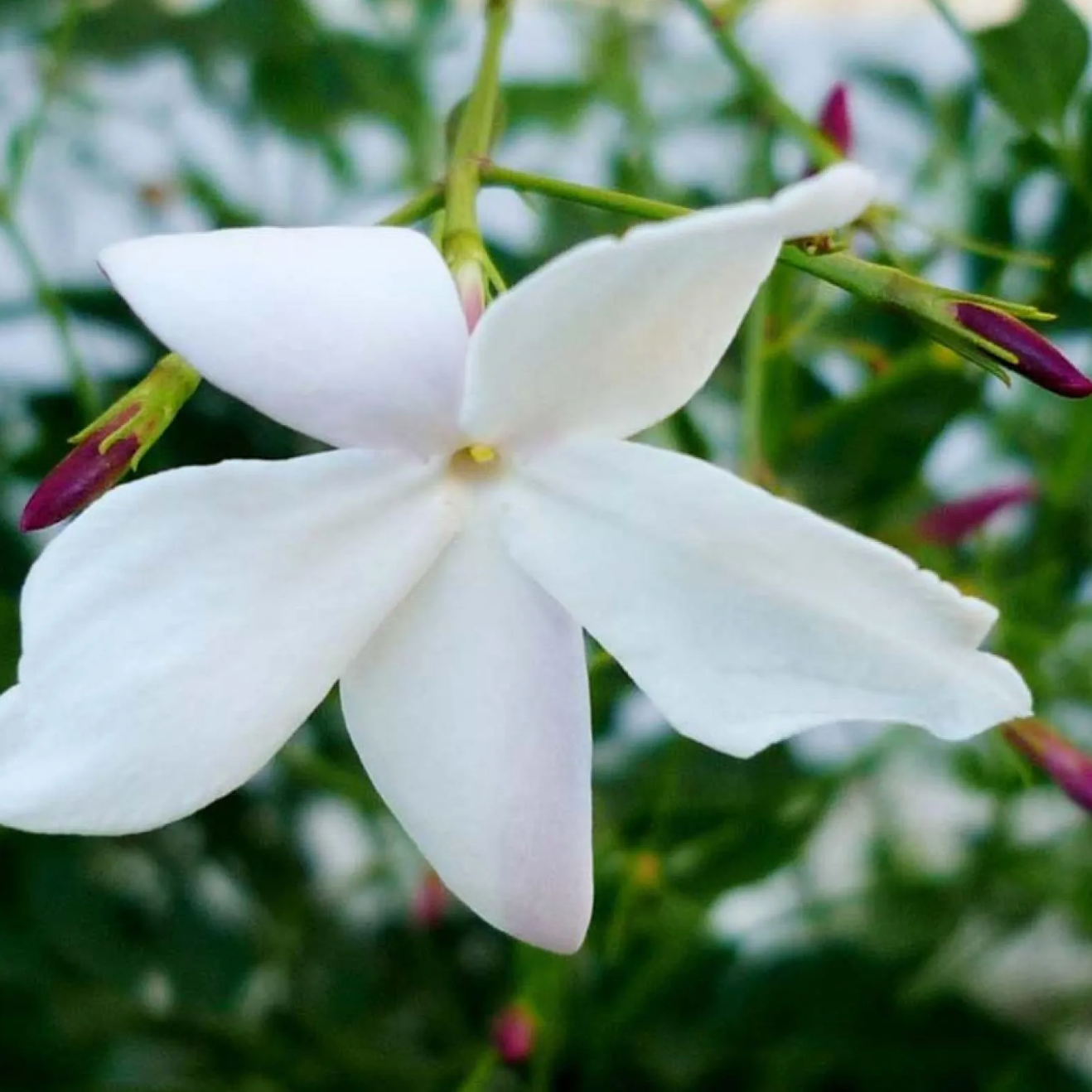 Jasmin royal 'De Grasse' Pot 3L