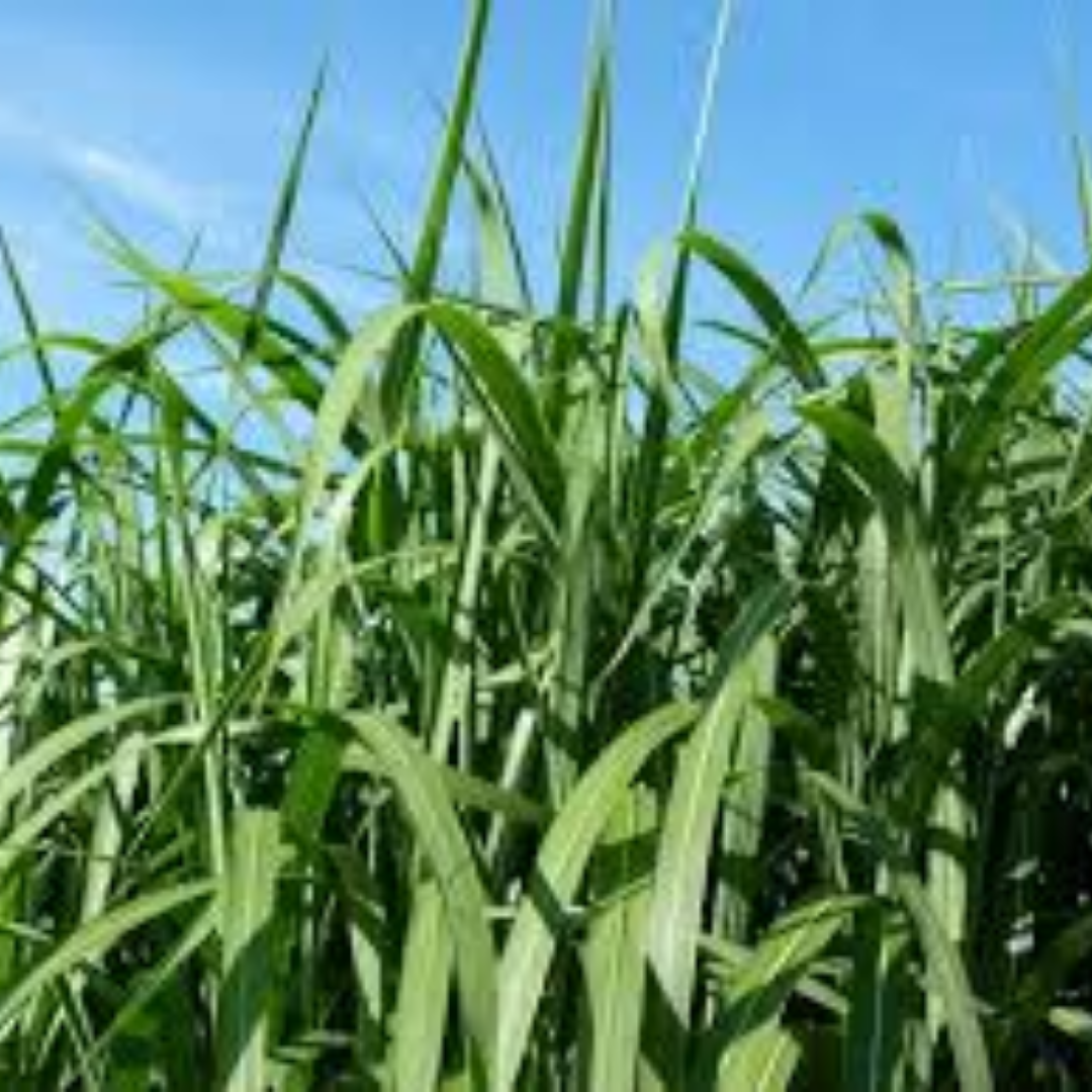 Miscanthus Giganteus