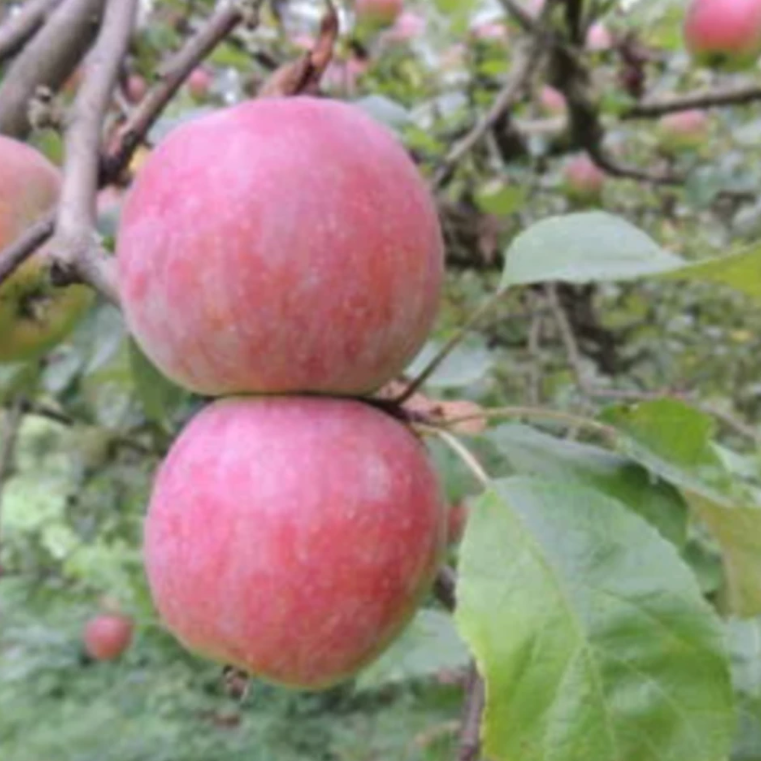 Pommier 'Demoiselle'/ Bittenfelder / 1m et plus / 5L