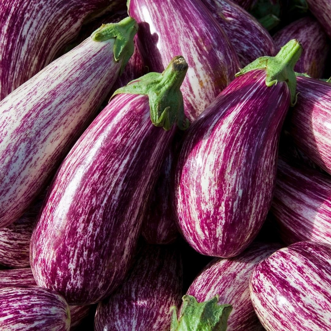 Aubergine striée