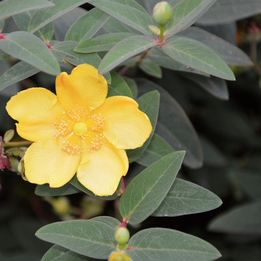 Millepertuis arbustif (Hypericum x calycinum) 'Hidcote' - 1l