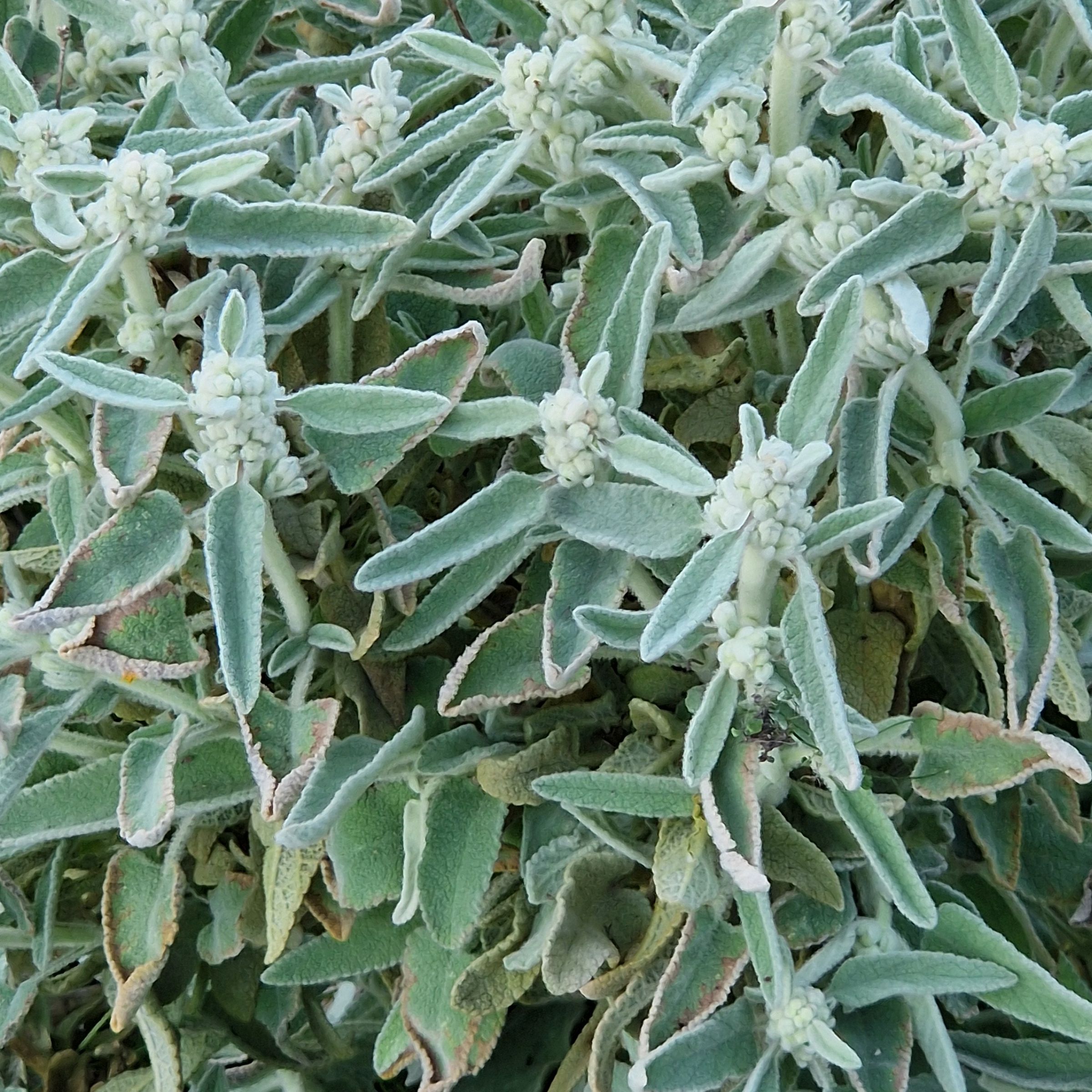 Phlomis caballeroi