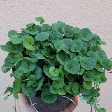 Dichondra - 1l