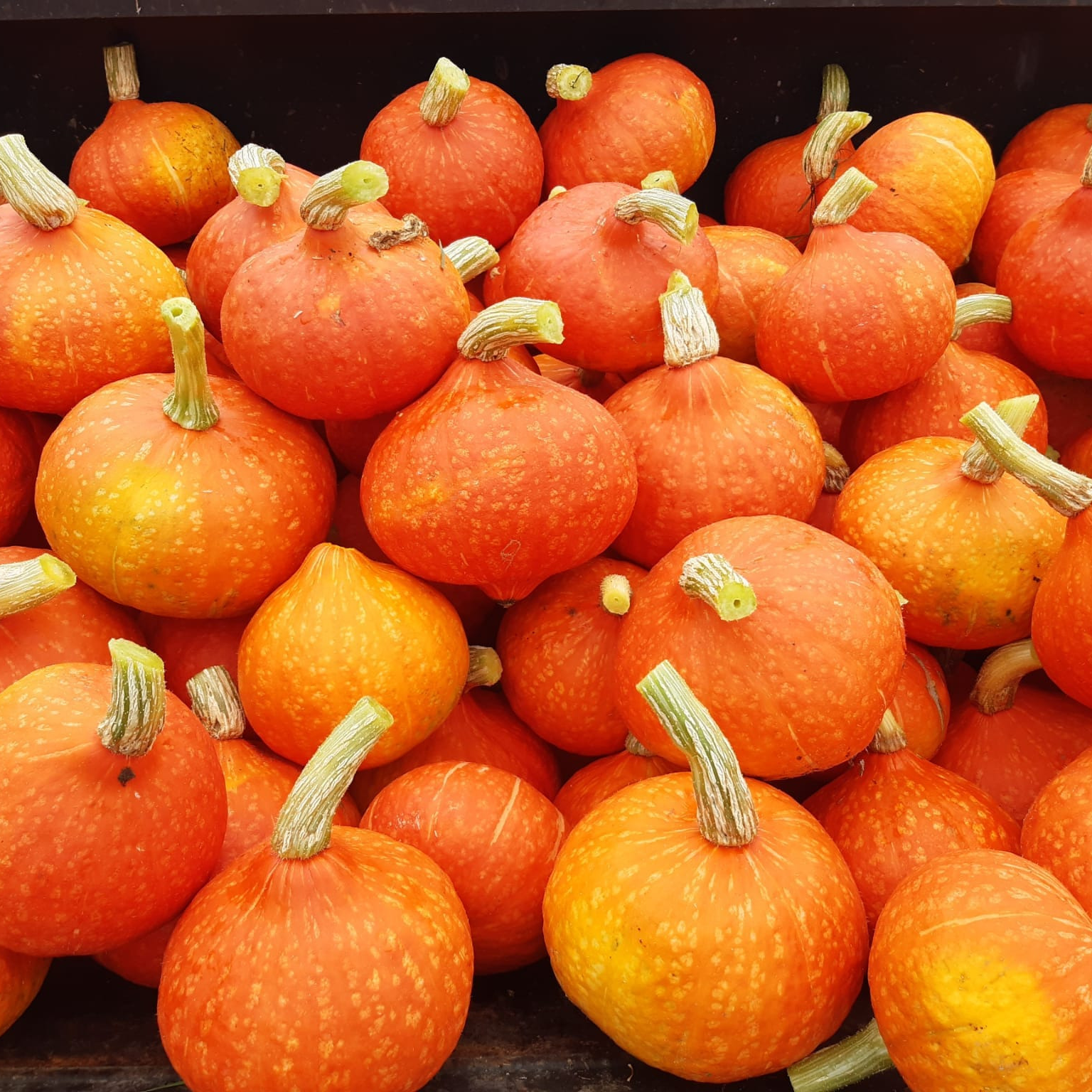 Courge Potimarron - 1kg