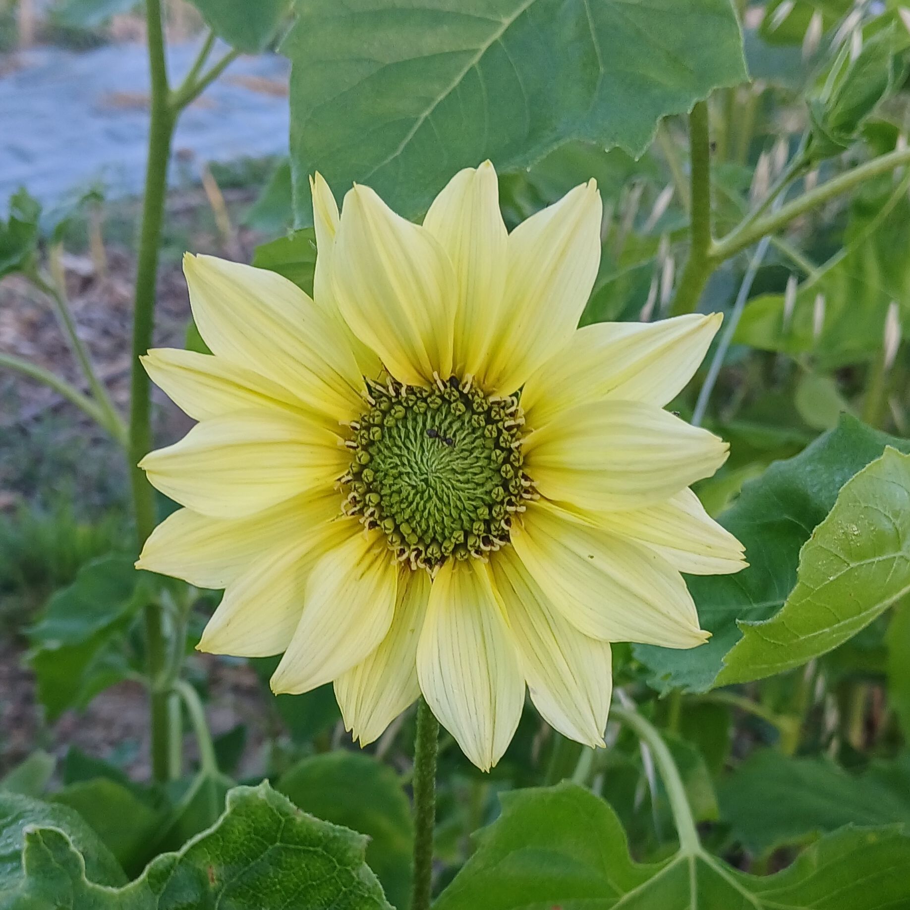 Tournesol vert (fine tige)
