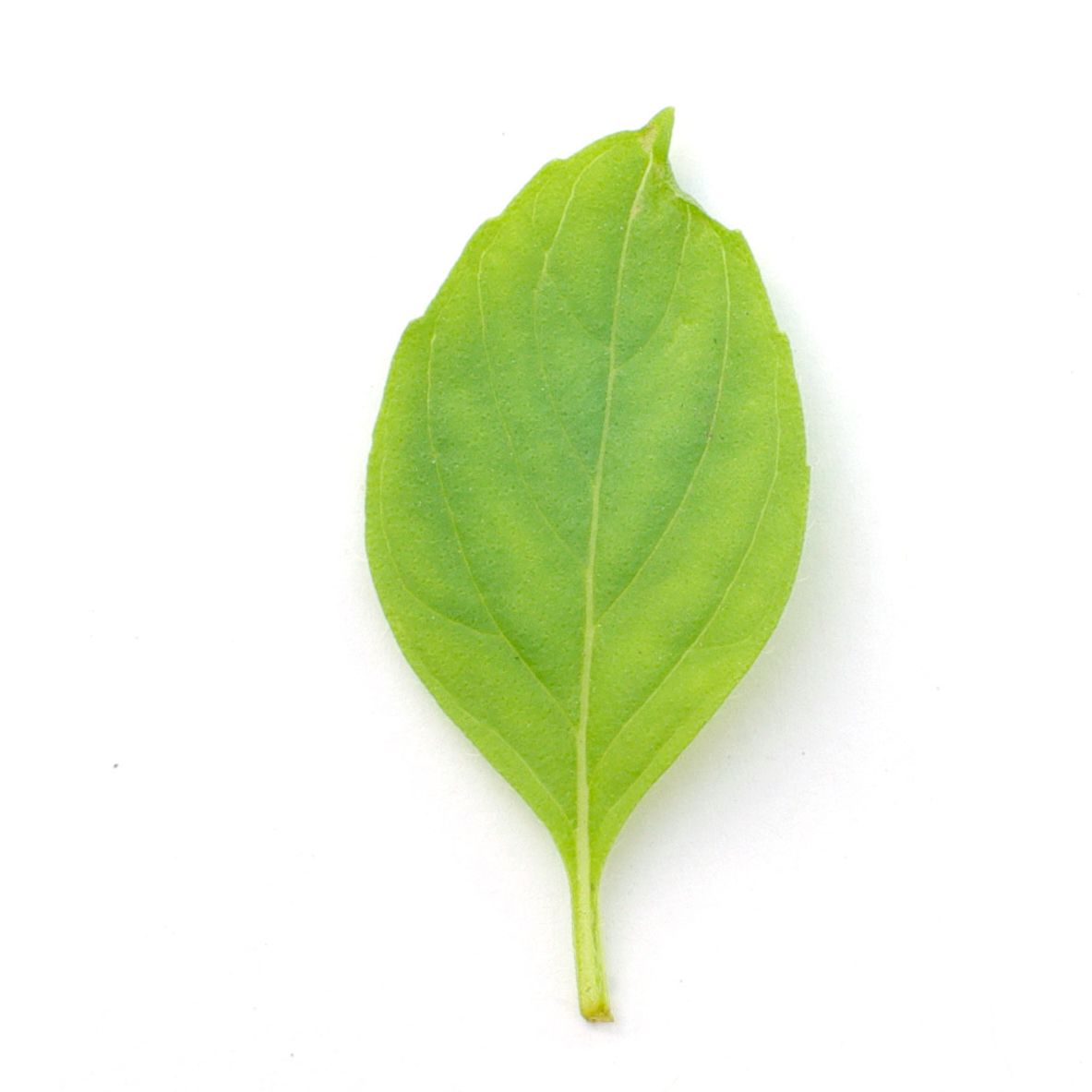 Bouquet - basilic Citron - 60g