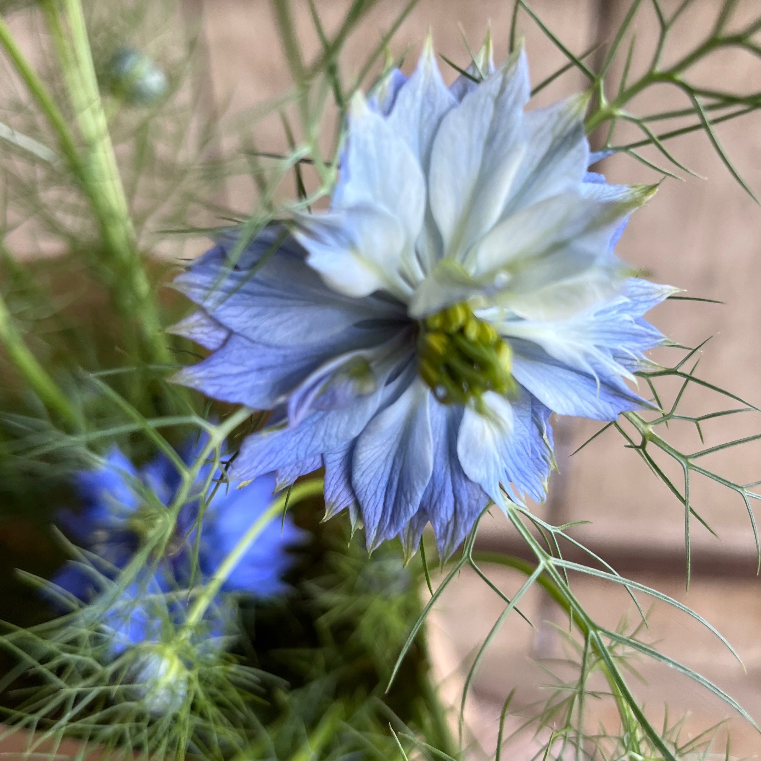 NIGELLE DE DAMAS - Fleur