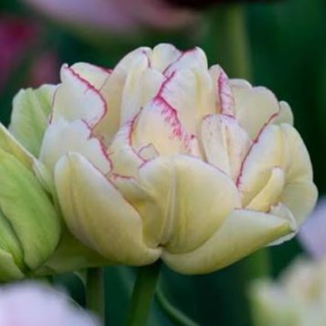 Tulipe Double Shake
