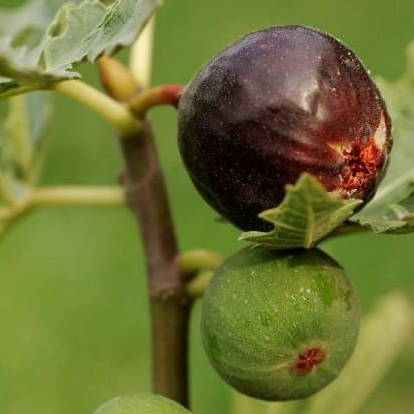 Figuier 'Ice Crystal' Pot 3L