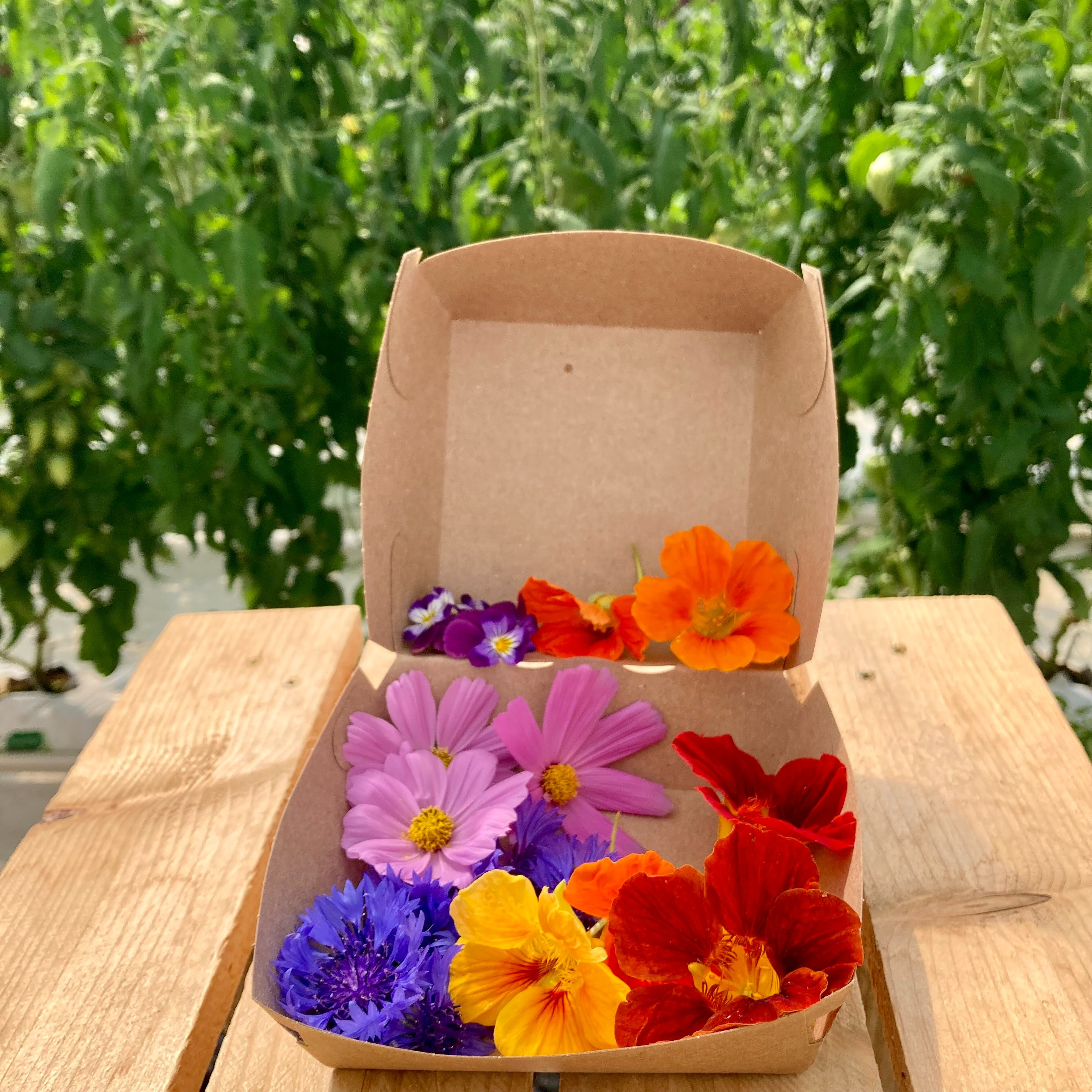 Mix de fleurs (bleuets / pensées / Capucines)