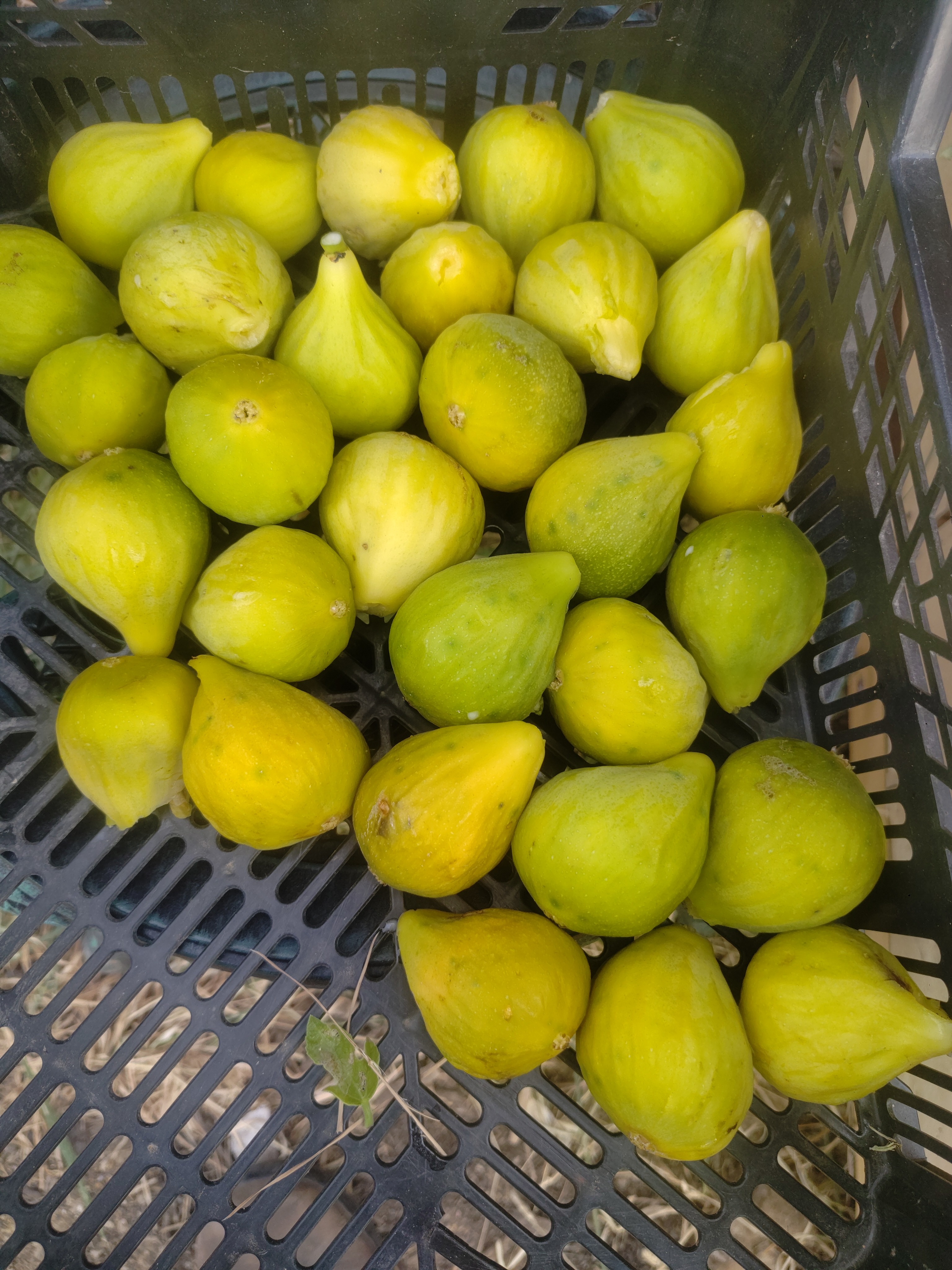 Figues fraîches