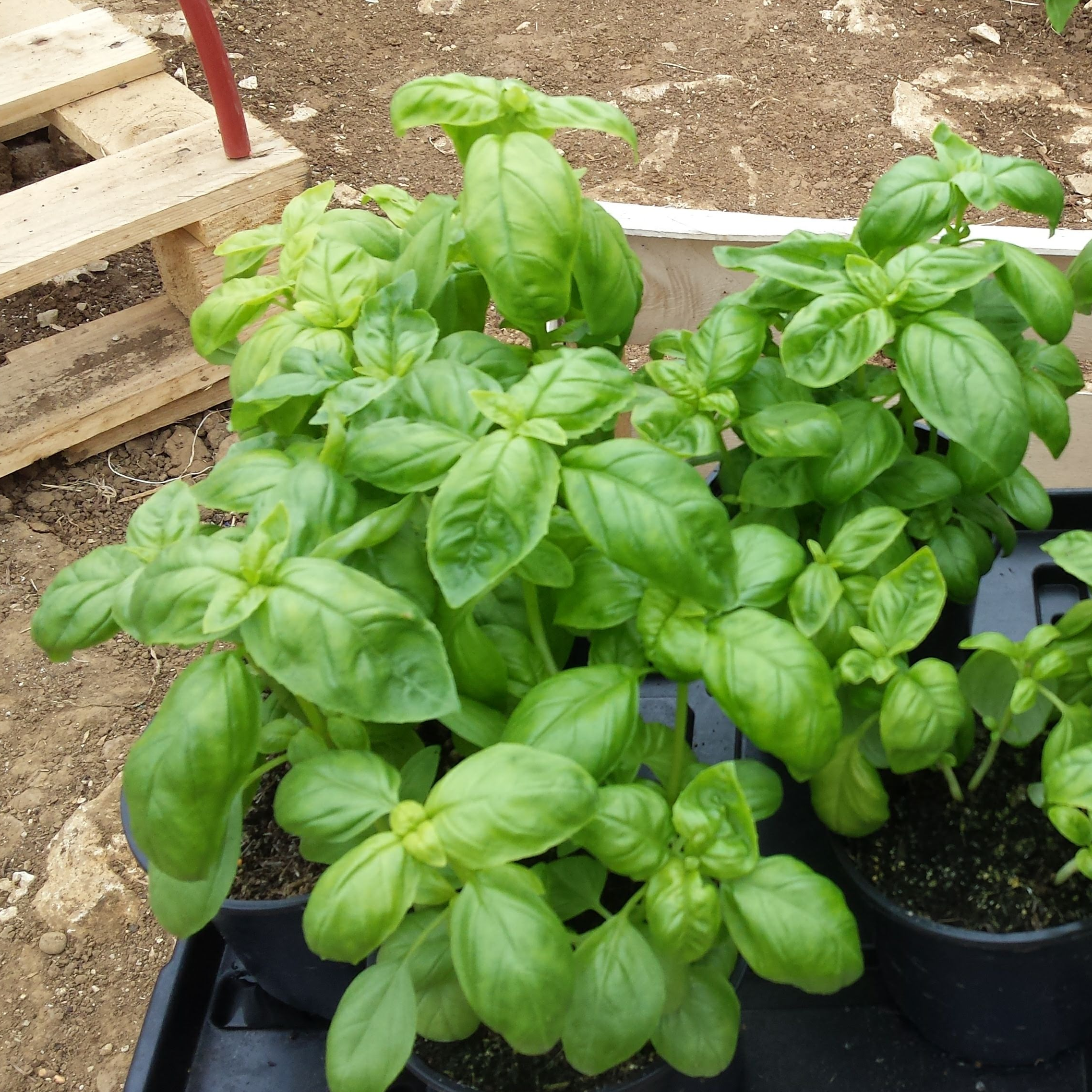 BASILIC GRAND VERT