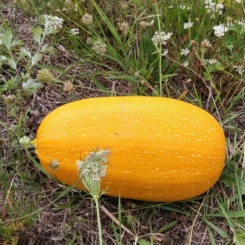 Courge Spaghetti (Grosse) du jardin
