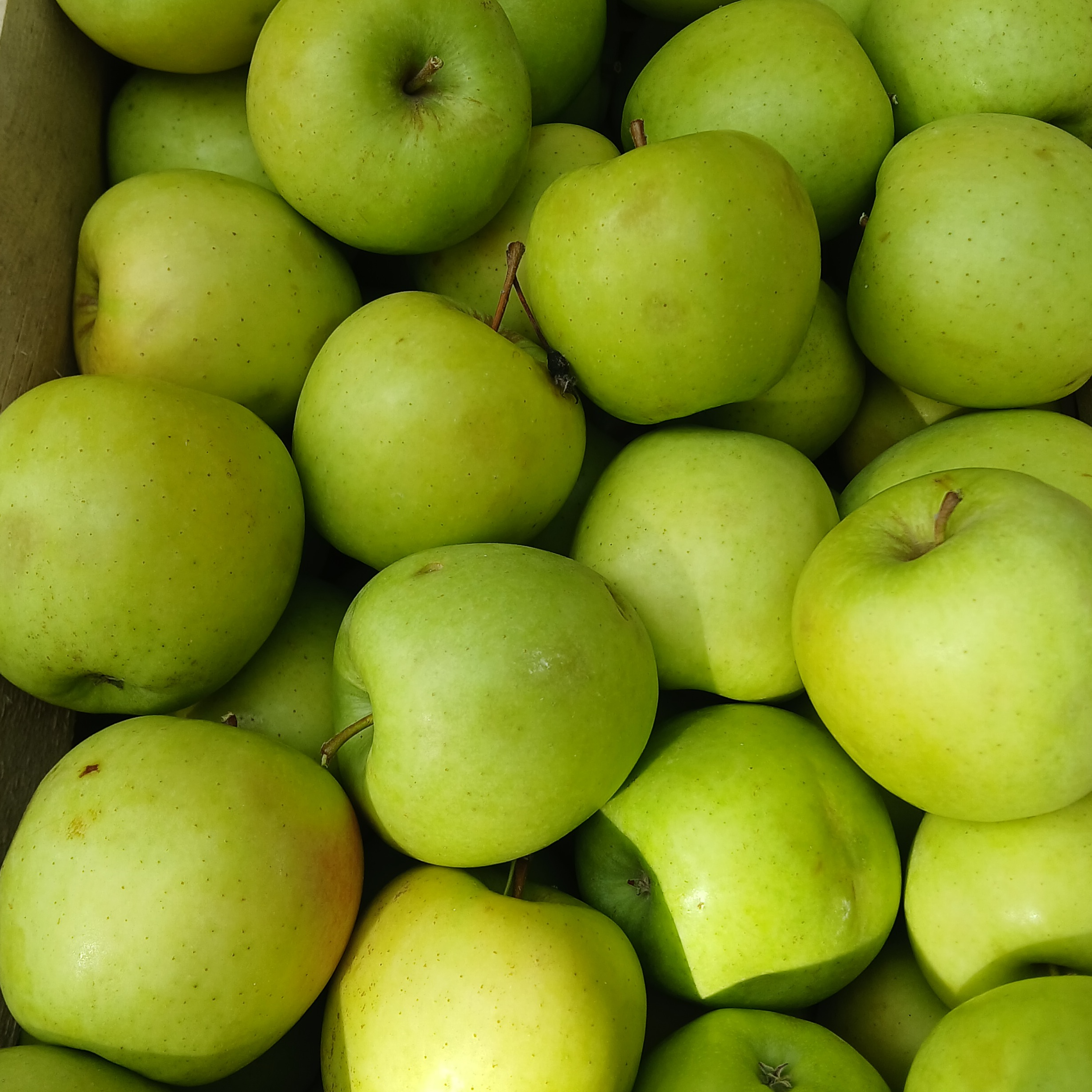 Pomme Variété Golden
