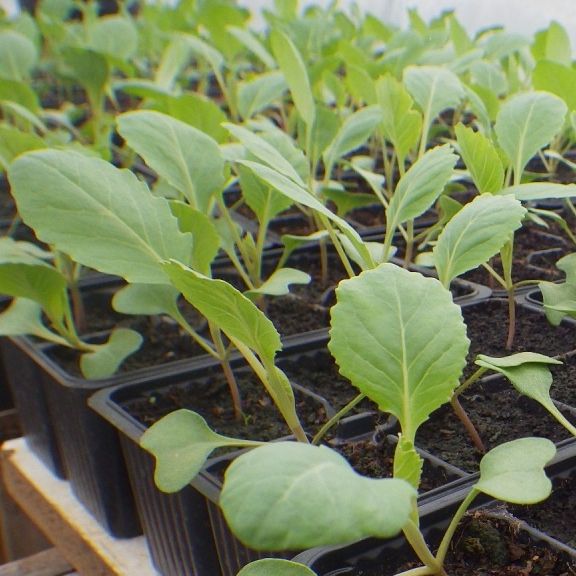 Plant de chou blanc