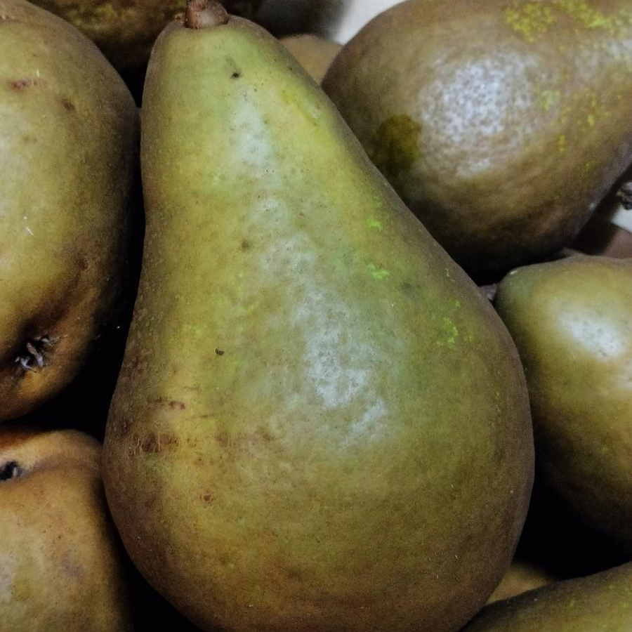 Poire Xenia - gros calibre  (Clos de Rochy) - kg