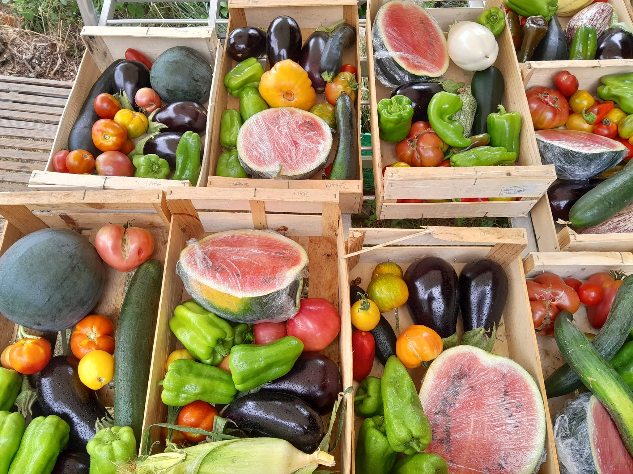 Panier de légumes (GRAND)