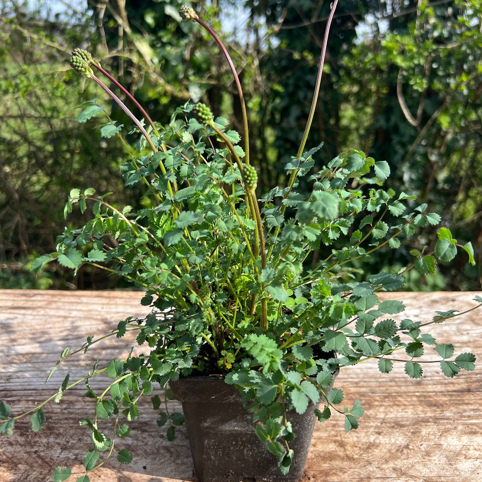 Plant Pimprenelle Bio - 650g