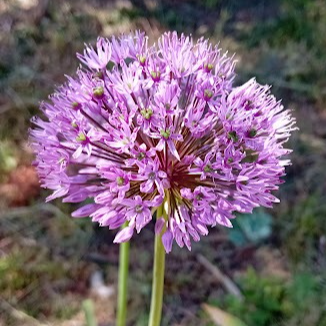 Ail ornement (violet)