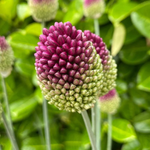 AIL À TÊTE RONDE Bio