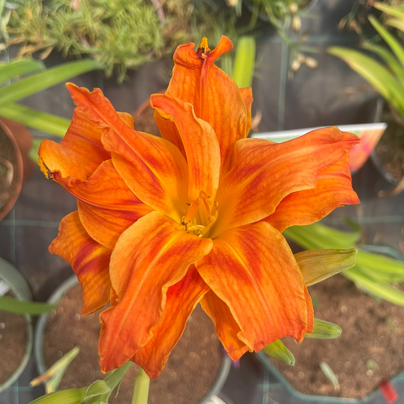 Hemerocallis fulva 'Kwanso'