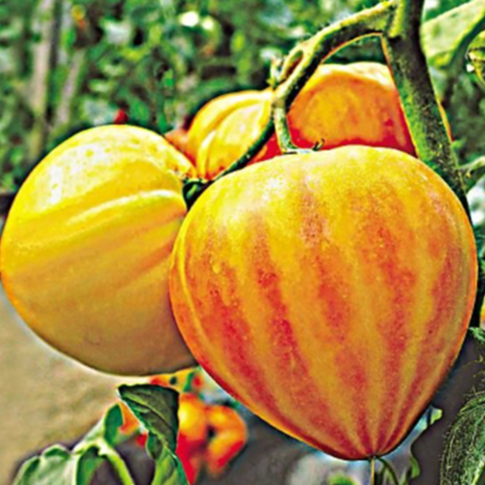 Tomate Type Ananas - 0,2kg