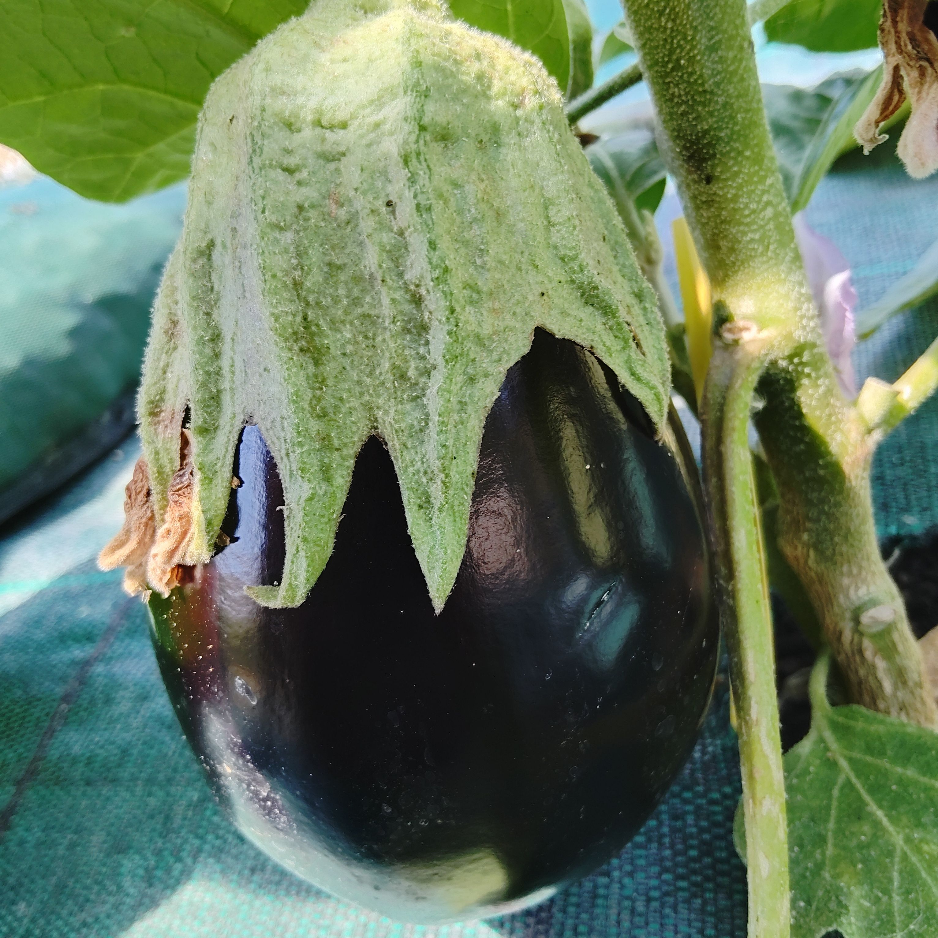 Aubergine( vrac)