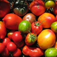 Tomate Ancienne