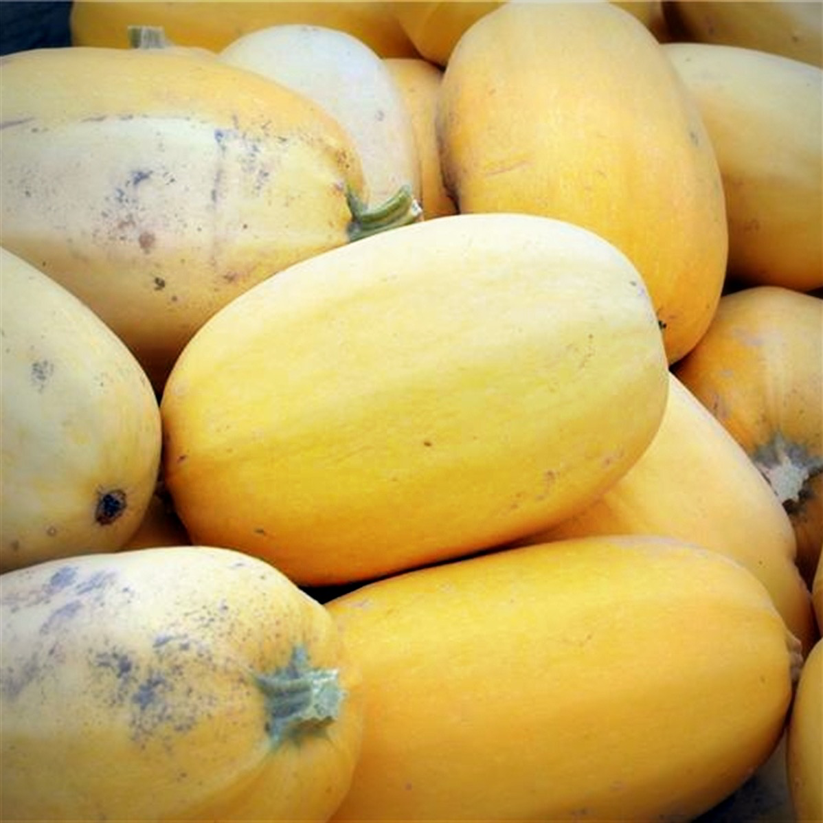 Courge spaghetti