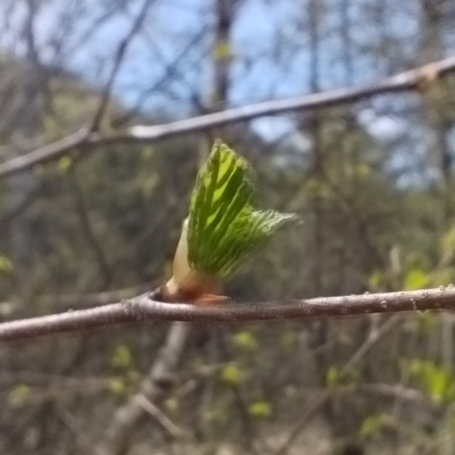 Gemmothérapie Bouleau - 30ml