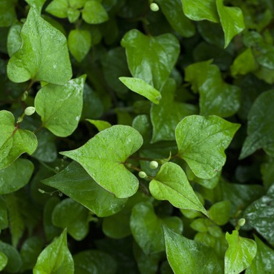Feuilles de Coriandre des bois verte (par 30)