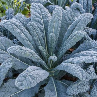 Chou kale Noir de Toscane - 100g