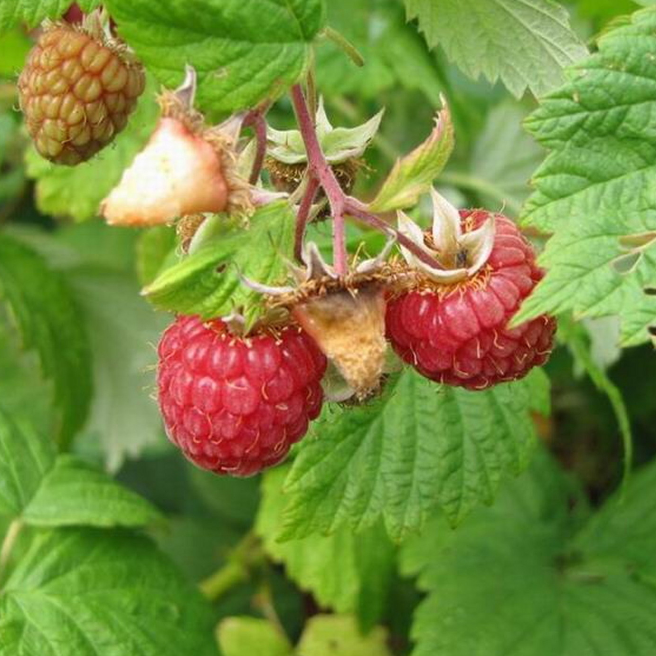 Framboisier Heritage - 1,5l