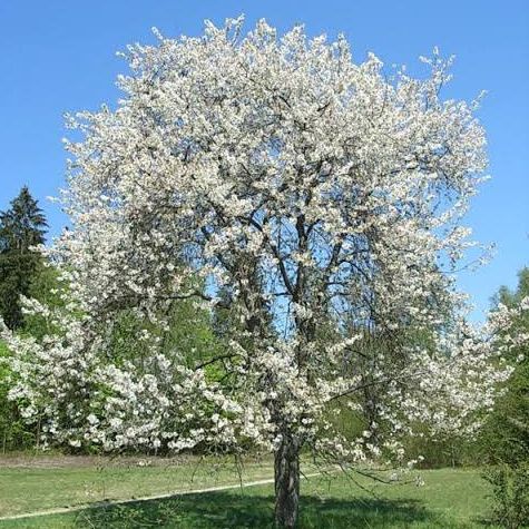 Merisier commun - Prunus avium