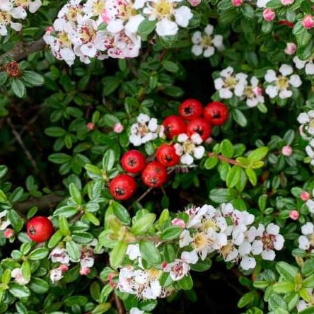 Cotoneaster de Dammer tapissant - Cotonéaster dammeri