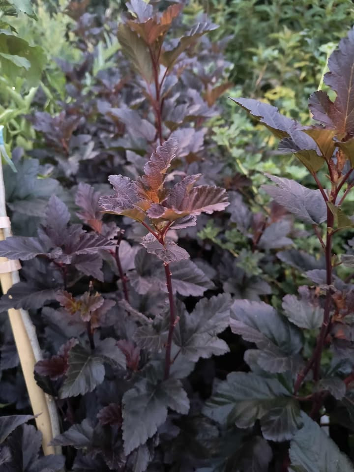 Physocarpus opulifolius "Diabolo"