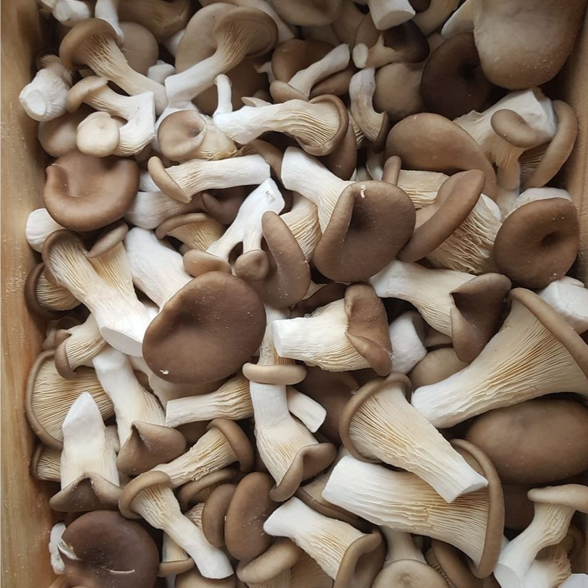 Pleurotes