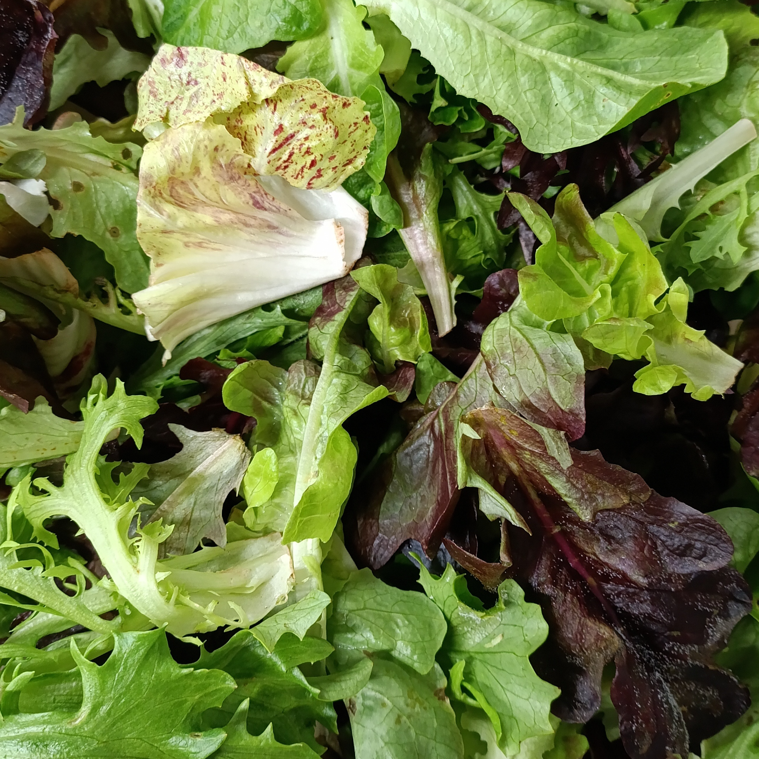 Mesclun