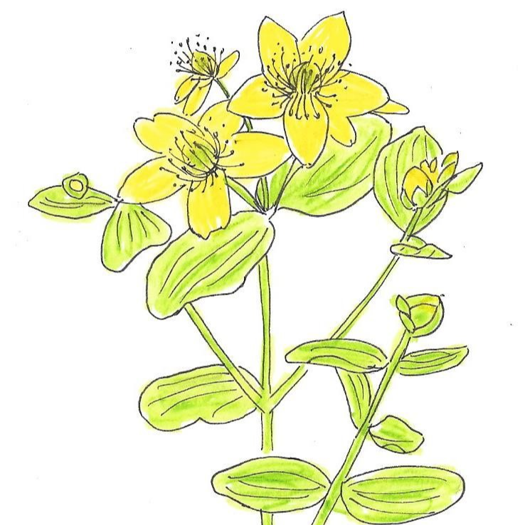 Millepertuis perforé - 30ml