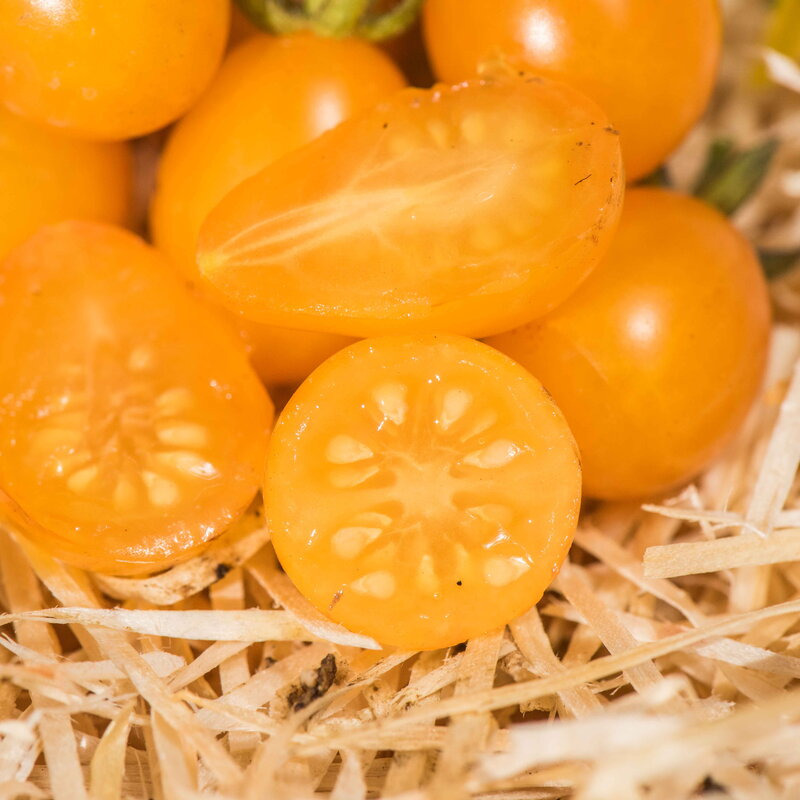 Plant de Tomate Cerise - Des galapagos